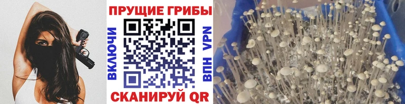 Купить Владивосток Галлюциногенные грибы Cubensis